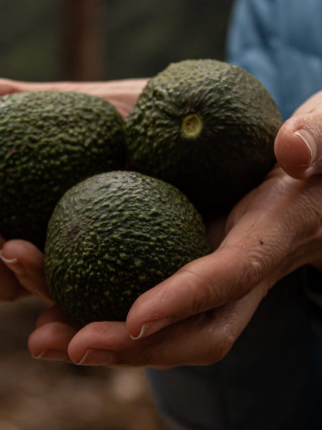 Aguacates amargos