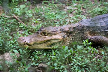 Caimán aguja en la Bahía de Cispatá
